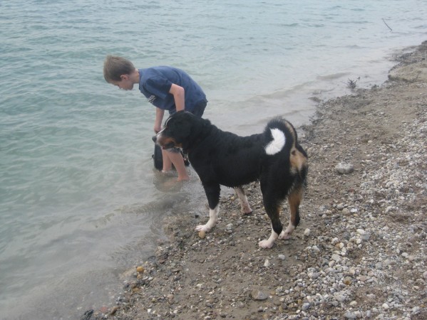 Appenzeller Sennenhund Rüde