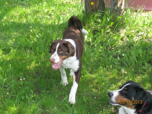 Sennenhund in Grundfarbe braun