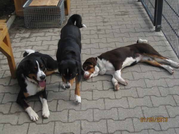 Unsere Appenzeller Sennenhunde