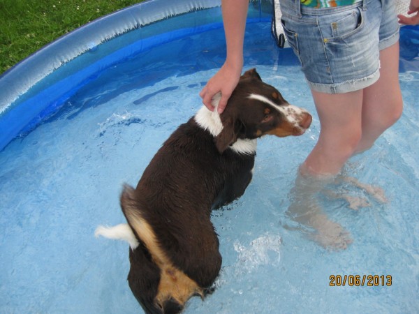 brauner Appenzeller Sennenhund im Pool