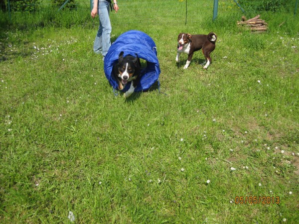 Appenzeller im Agility Tunnel