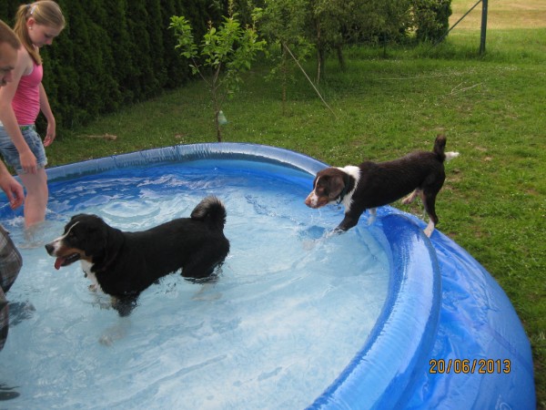 Appenzeller Sennenhunde im Hundepool