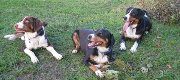 Unsere Appenzeller Sennenhunde