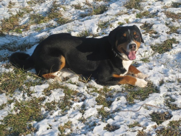 Appenzeller Sennenhund Mara